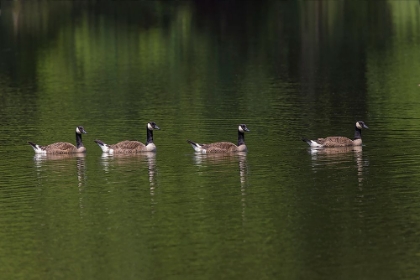 Picture of CANADA GEESE SWIMMING TOGETHER