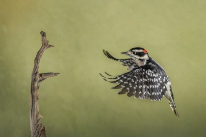 Picture of DOWNY WOODPECKER FLYING