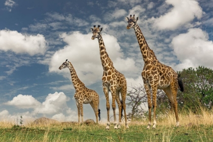 Picture of THREE MASAI GIRAFFE