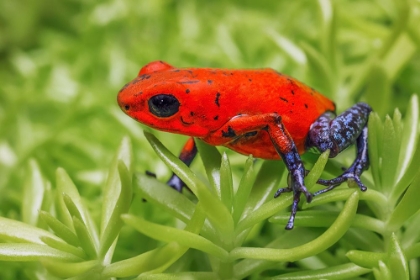 Picture of BLUE-JEANS FROG-STRAWBERRY POISON DART FROG