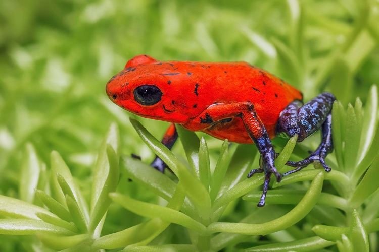 Picture of BLUE-JEANS FROG-STRAWBERRY POISON DART FROG
