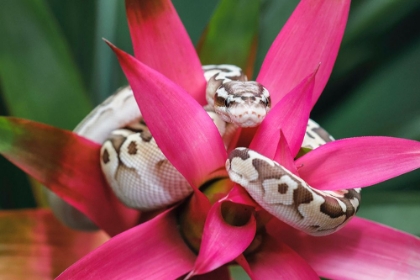 Picture of BALL PYTHON