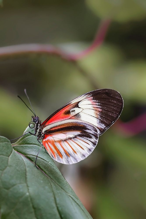 Picture of PIANO KEY OR POSTMAN BUTTERFLIES