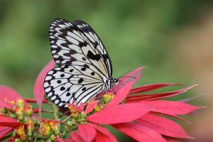 Picture of PAPER KITE OR LARGE TREE NYMPH BUTTERFLY