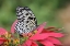 Picture of PAPER KITE OR LARGE TREE NYMPH BUTTERFLY