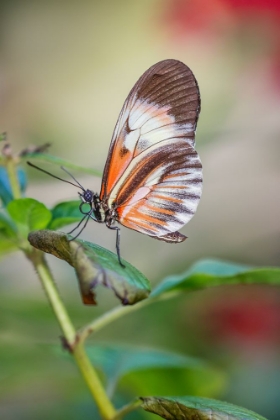 Picture of PIANO KEY OR POSTMAN BUTTERFLIES