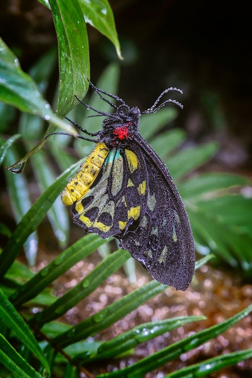 Picture of COMMON GREEN BIRDWING-CAPE YORK BIRDWING