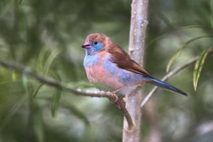 Picture of FEMALE RED-CHEEKED CORDON-BLEU