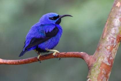 Picture of YELLOW-LEGGED HONEYCREEPER-NATIVE TO SOUTH AMERICA