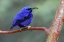 Picture of YELLOW-LEGGED HONEYCREEPER-NATIVE TO SOUTH AMERICA