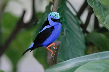 Picture of RED-LEGGED HONEYCREEPER