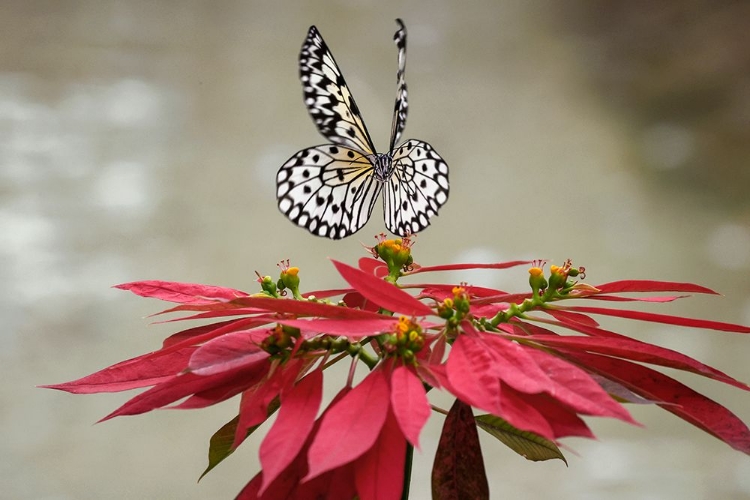 Picture of PAPER KITE OR LARGE TREE NYMPH BUTTERFLY FLYING