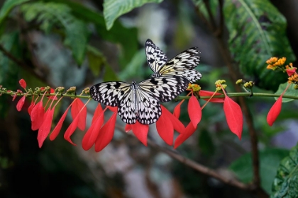 Picture of PAPER KITE OR LARGE TREE NYMPH BUTTERFLY FLYING