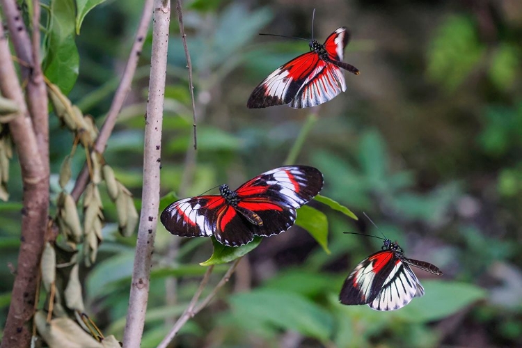 Picture of PIANO KEY OR POSTMAN BUTTERFLIES FLYING