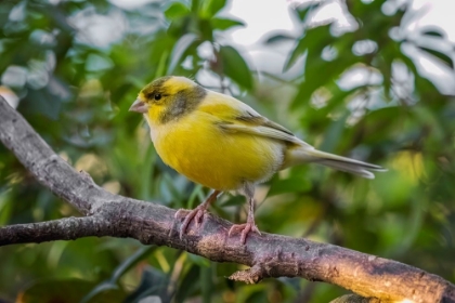 Picture of CANARY-NATIVE TO CANARY ISLAND