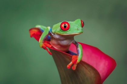 Picture of RED-EYED TREE FROG
