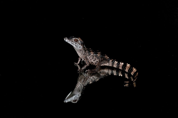 Picture of CROCODILE GECKO-MOORISH GECKO