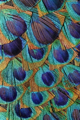 Picture of PATTERN IN PEACOCK FEATHERS