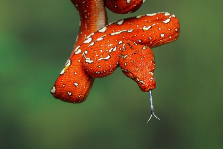 Picture of JUVENILE GREEN TREE PYTHON