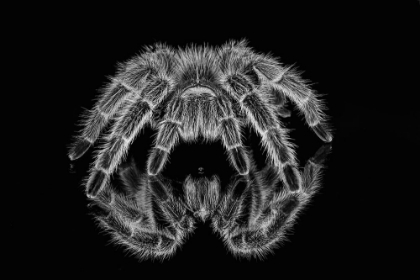 Picture of BLACK AND WHITE OF MEXICAN REDKNEE TARANTULA REFLECTED ON MIRROR