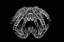 Picture of BLACK AND WHITE OF MEXICAN REDKNEE TARANTULA REFLECTED ON MIRROR