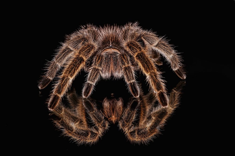 Picture of MEXICAN REDKNEE TARANTULA REFLECTED ON MIRROR