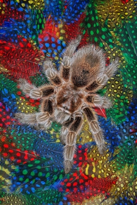 Picture of MEXICAN REDKNEE TARANTULA ON COLORFUL FEATHERS