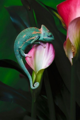 Picture of VEILED CHAMELEON