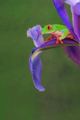 Picture of RED-EYED TREE FROG CLIMBING ON IRIS FLOWER