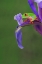 Picture of RED-EYED TREE FROG CLIMBING ON IRIS FLOWER