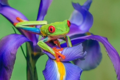 Picture of RED-EYED TREE FROG CLIMBING ON IRIS FLOWER