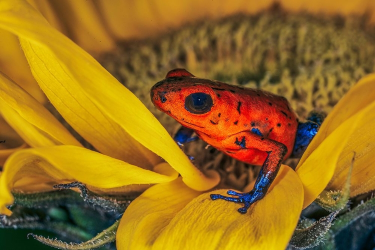 Picture of BLUE-JEAN FROG-STRAWBERRY POISON DART FROG