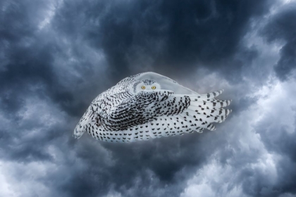 Picture of CANADA-COMPOSITE OF FEMALE SNOWY OWL IN FLIGHT