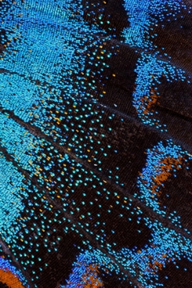 Picture of RED-SPOTTED PURPLE BUTTERFLY-LIMENITIS ARTHEMIS