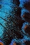 Picture of RED-SPOTTED PURPLE BUTTERFLY-LIMENITIS ARTHEMIS