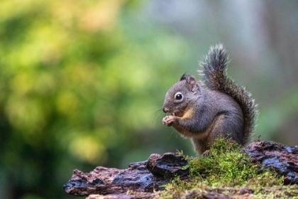 Picture of DOUGLAS SQUIRREL STANDING ON A LOG EATING A NUT