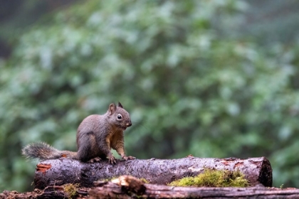 Picture of DOUGLAS SQUIRREL STANDING ON A LOG