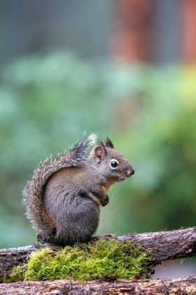 Picture of DOUGLAS SQUIRREL STANDING ON A LOG