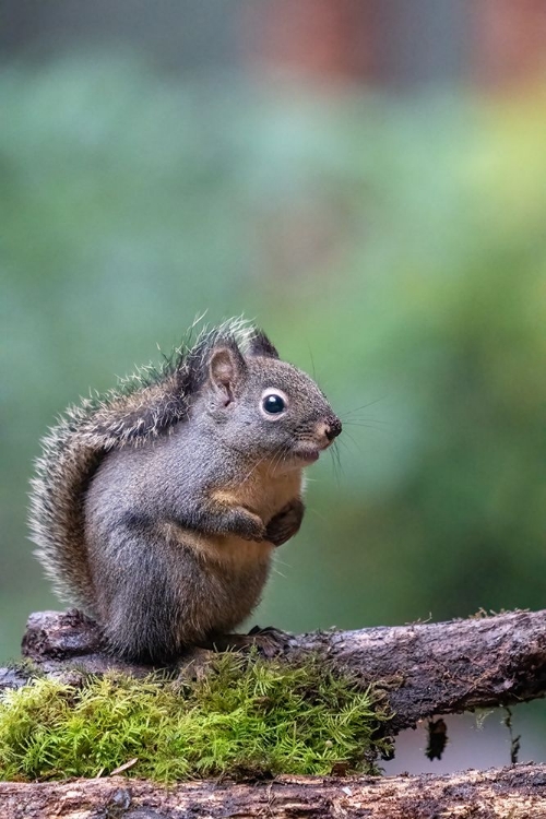 Picture of DOUGLAS SQUIRREL STANDING ON A LOG