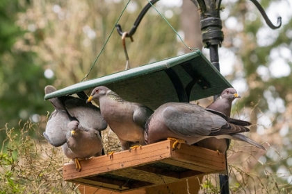 Picture of FLOCK OF BAND-TAILED PIGEONS CRAMMING INTO A BIRDFEEDER
