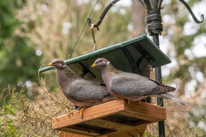 Picture of TWO BAND-TAILED PIGEONS IN A BIRDFEEDER
