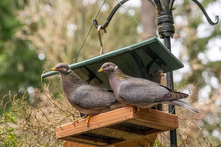 Picture of TWO BAND-TAILED PIGEONS IN A BIRDFEEDER