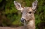 Picture of BLACK-TAILED DOE