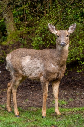 Picture of BLACK-TAILED DOE WITH MANGE