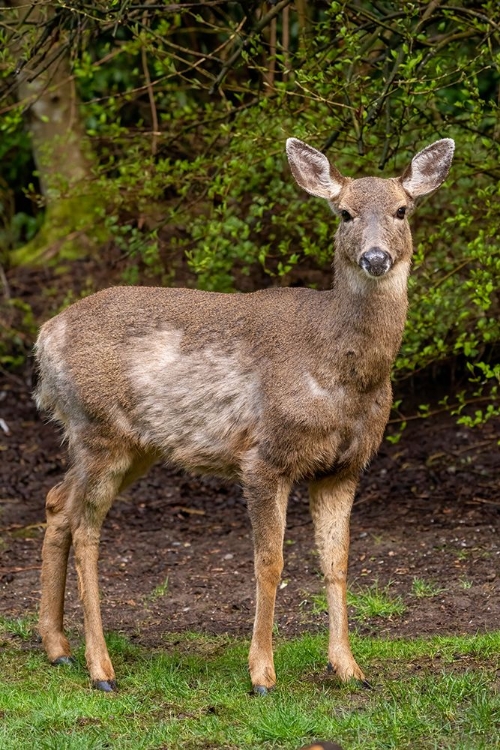 Picture of BLACK-TAILED DOE WITH MANGE