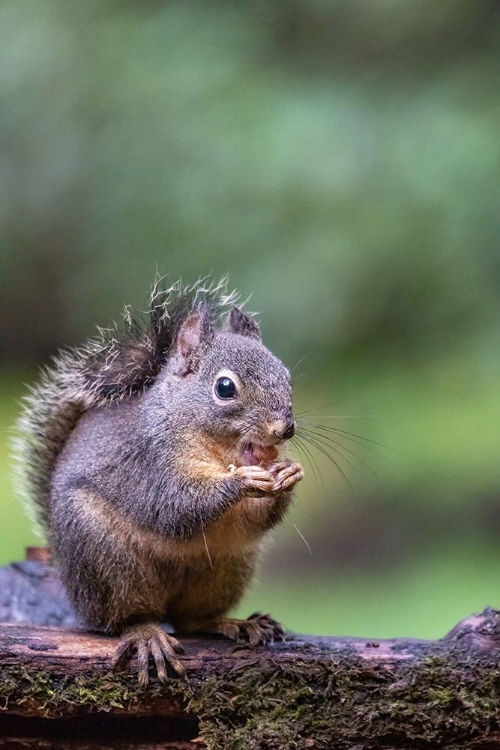 Picture of DOUGLAS SQUIRREL STANDING ON A LOG EATING A PEANUT