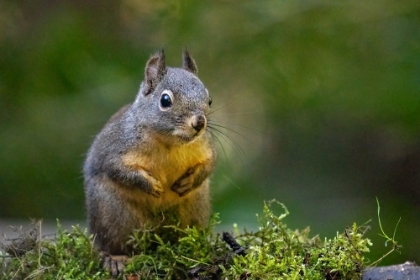 Picture of DOUGLAS SQUIRREL STANDING ON BACK PAWS ON A MOSS-COVERED LOG