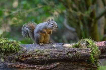 Picture of DOUGLAS SQUIRREL VOCALIZING ON A MOSS-COVERED LOG