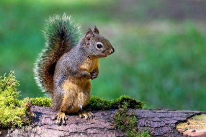 Picture of DOUGLAS SQUIRREL STANDING ON BACK PAWS ON A MOSS-COVERED LOG