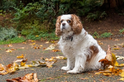 Picture of CAVALIER KING CHARLES SPANIEL-ON HER DRIVEWAY IN AUTUMN-PR